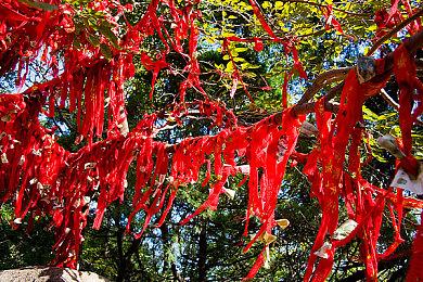 宝可梦官方玩梗：IGN因为游戏里“水太多了”给差评